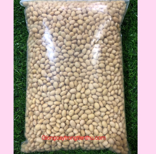 1kg HẠT GIỐNG ĐẬU TƯƠNG DT96