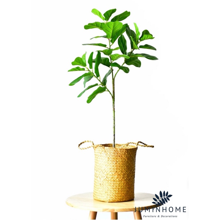 Cành bàng Singapore - Cây hoa giả Decor trang trí nhà cửa nội thất phòng khách, phòng ngủ