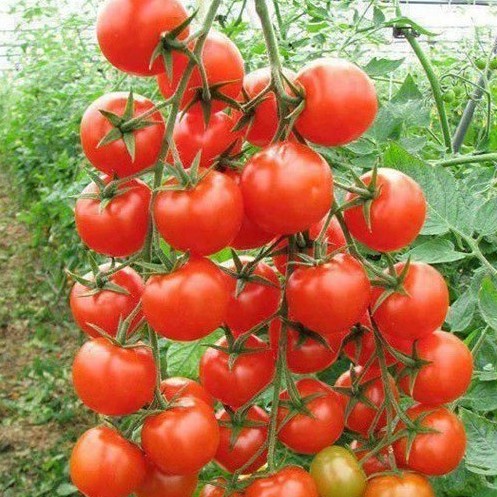 Hạt giống cà chua bi chùm