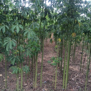 Hạt giống cây bông gòn  - 100gram/gói - STHG2