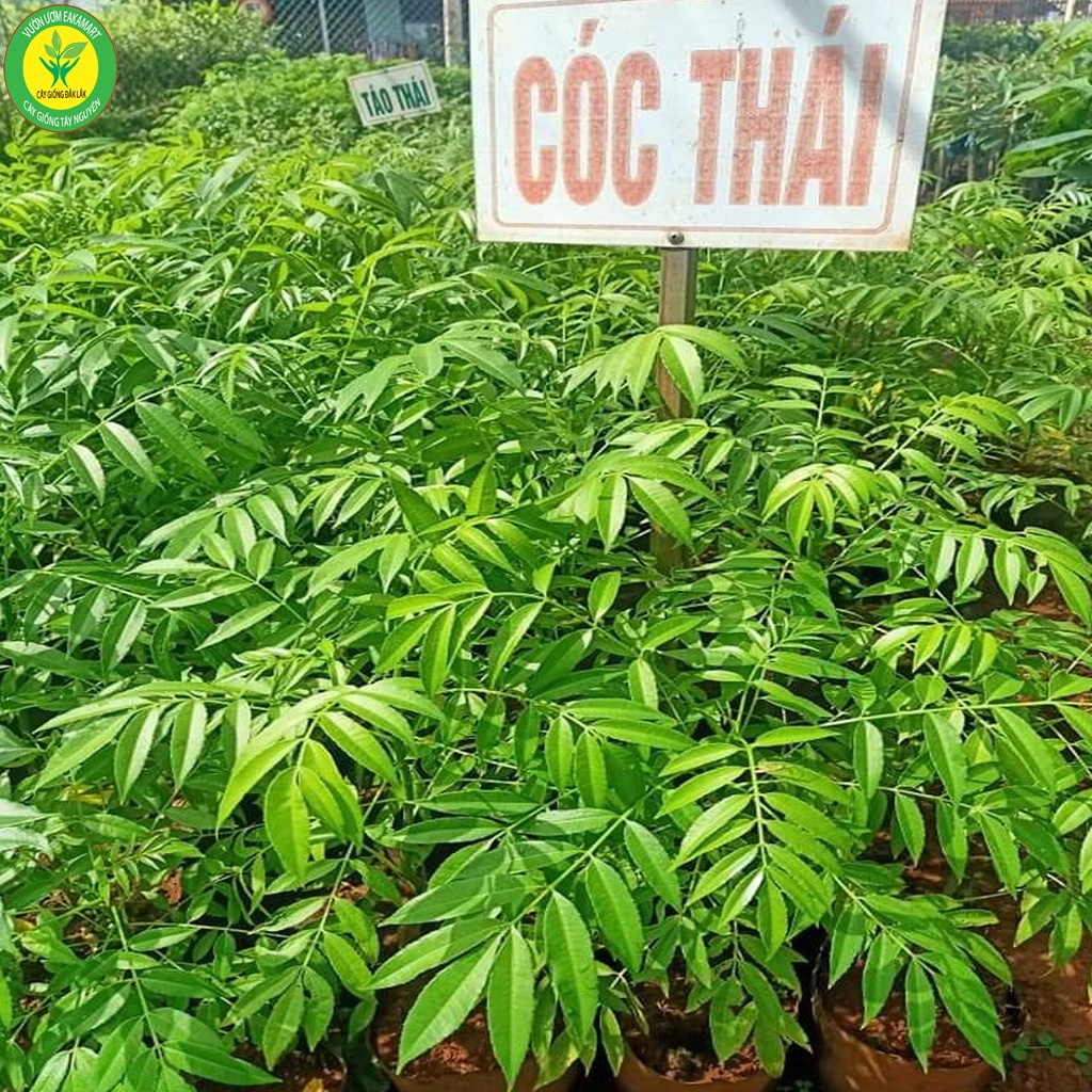 Cây cóc thái ra quả siêu sớm