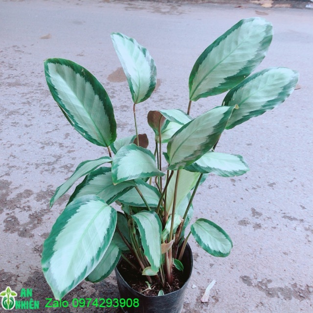 Đuôi Công Trắng