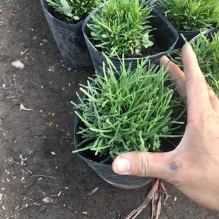 Cây Cỏ Mây Bụi Mini Để Bàn,Trang Trí Phòng,Tiểu Cảnh