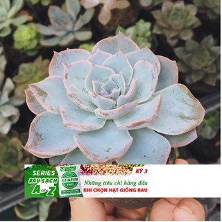 Hạt giống Sen đá ngọc bích