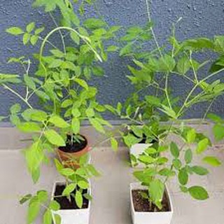 20 Hạt giống hoa đậu biếc kép