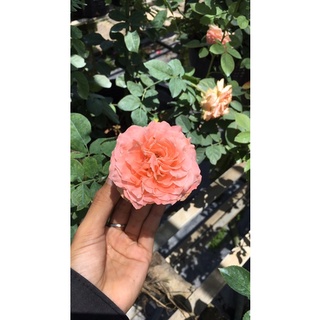hồng Corail Gelee dạng bụi cao