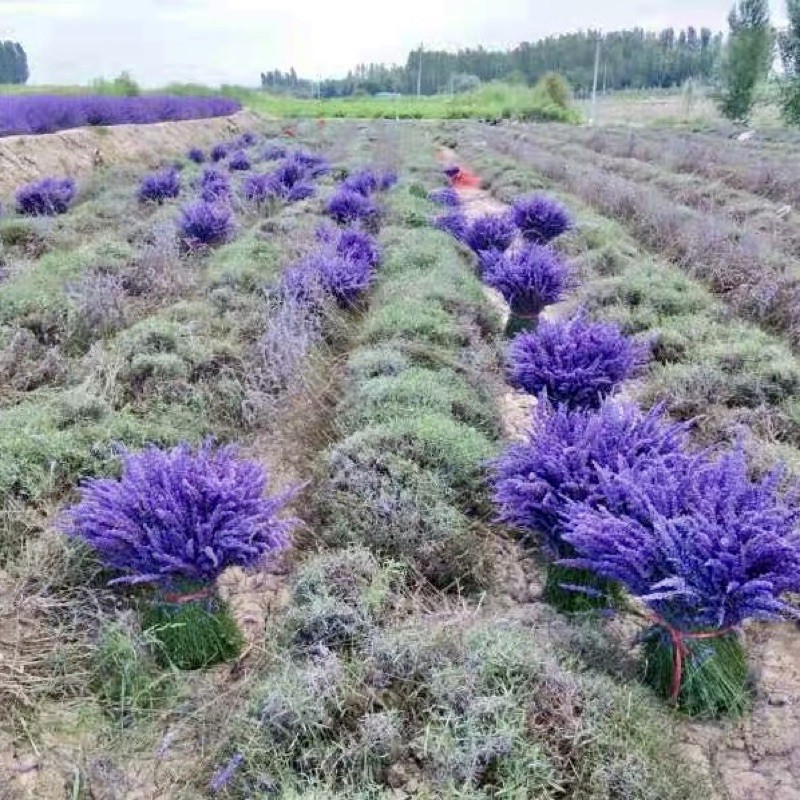 Bán rẻ HÀNG NHẬP KHẨU — Túi Thơm Nụ Hoa Oải Hương Lavender