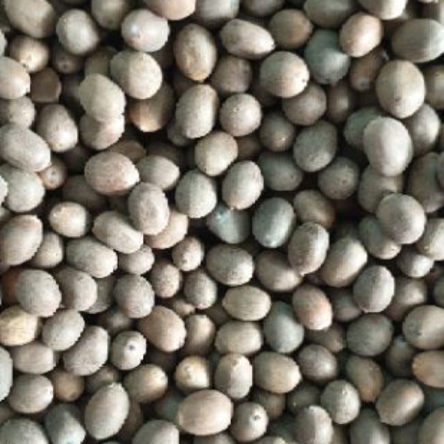 Hạt giống sen hồng 20 hạt