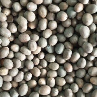 Hạt giống sen hồng 20 hạt-100 hạt