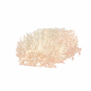 Vi Cá Bông Loại 1 - NUTRINEST - 50g