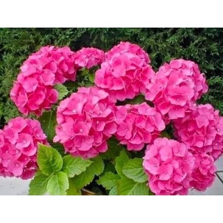 Cây giống Cẩm Tú cầu