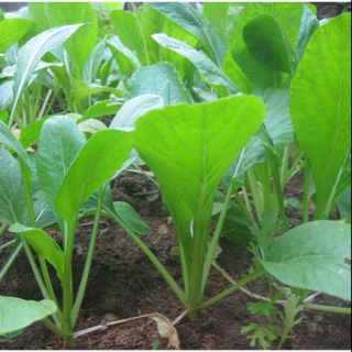 Hạt giống Rau Cải Ngọt (F1)