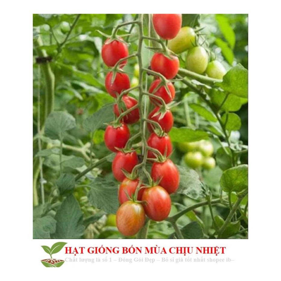 Gói 30 hạt giống cà chua chuỗi ngọc Hạt Giống Cà Chua Bi Chùm Đỏ Chuỗi Ngọc F1 Dễ Trồng Ăn Cực Ngon MK