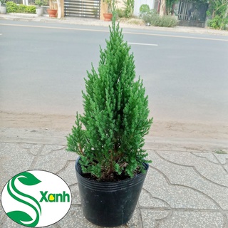 Cây Tùng Sơn trang trí Noel