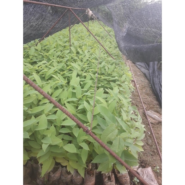 Combo 5 cây na dai hoặc cây na bở giống