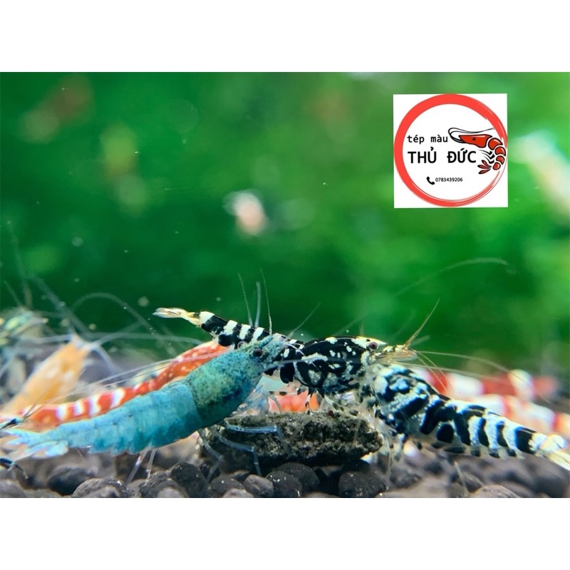 Tép Lạnh Mix cao cấp trang trí thuỷ sinh(đã bao gồm phí thùng xốp)