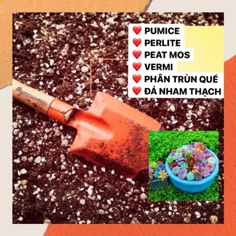 Đất trồng sen đá xương rồng trong truyền thuyết đất trồng sen đá trộn sẵn