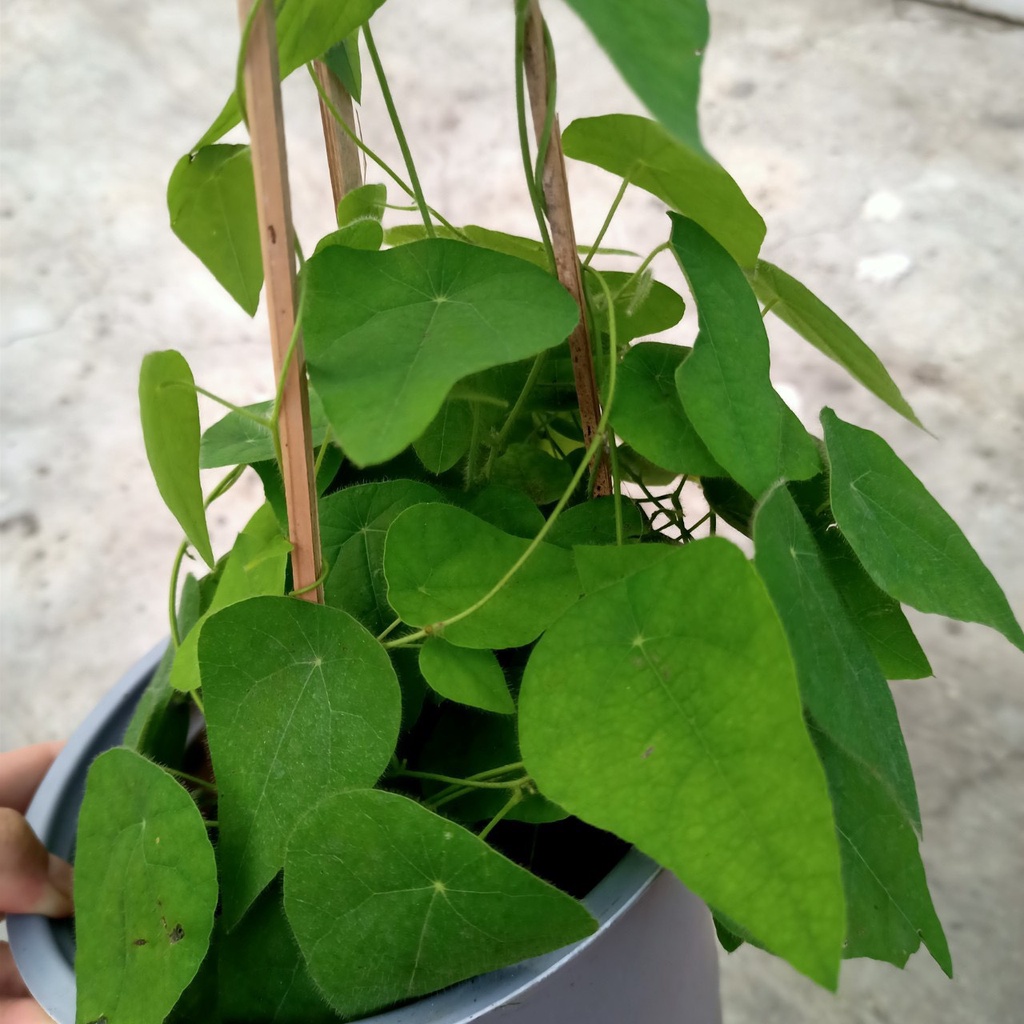 Chậu dây leo Sương Sâm Lông - Tiliacora triandra