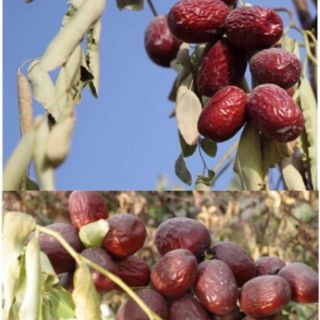 Táo đỏ Tân Cương
