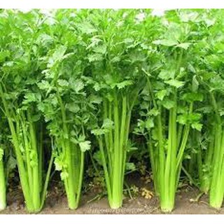 1 LẠNG HẠT GIỐNG RAU CẦN TÂY