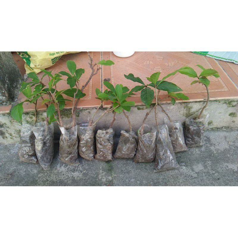 com bo 10 cây giống lộc vừng hoa đỏ