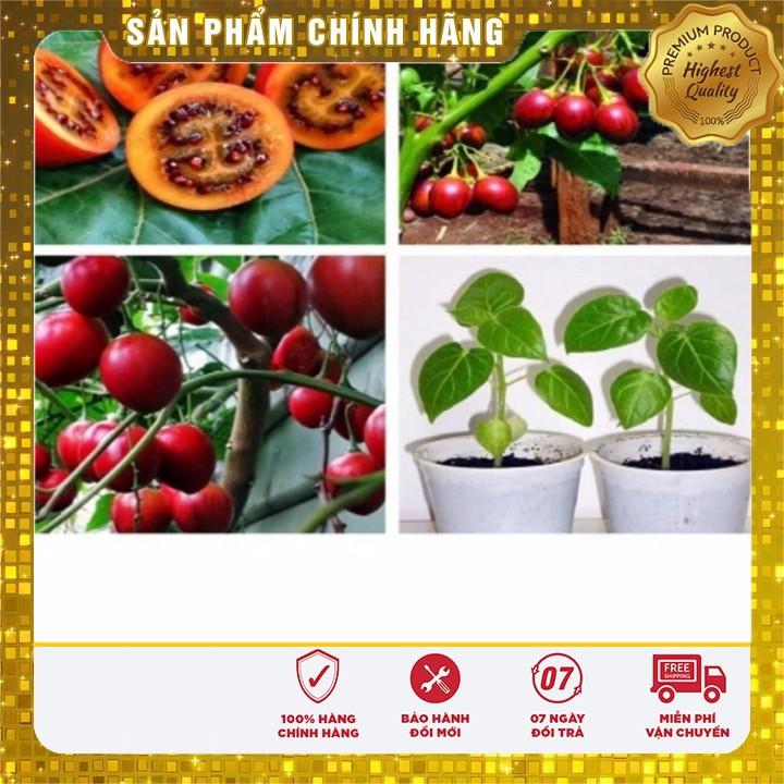 Bộ 2 gói Hạt giống Cà Chua Thân Gỗ Cà chua Tamarillo( 4-5 hạt /gói) tặng kèm 1 gói phân bón