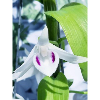 1 BẢNG (1 GIÒ) PHI ĐIỆP 5CT (CÁNH TRẮNG) PHÚ THỌ TO ĐẸP HÀNG GIEO HẠT