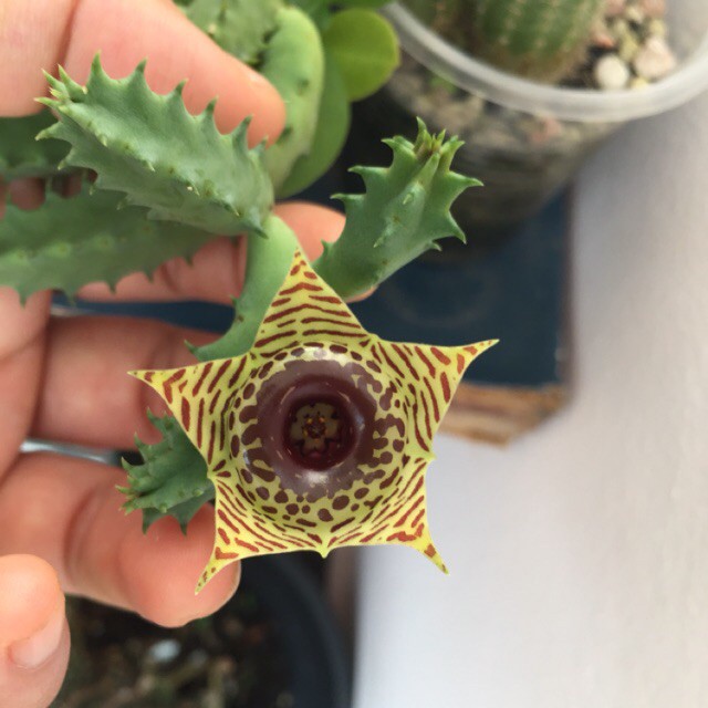 Xương rồng sao biển Huernia zebrina - Size: Nhánh 3-5 chồi dài 4-7cm