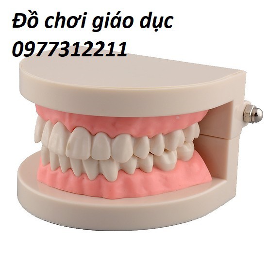 Mô hình hàm răng tập chải răng cho bé Đồ chơi thực hành cuộc sống