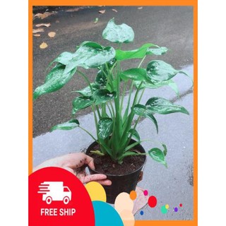 Cây Môn Tai Phật