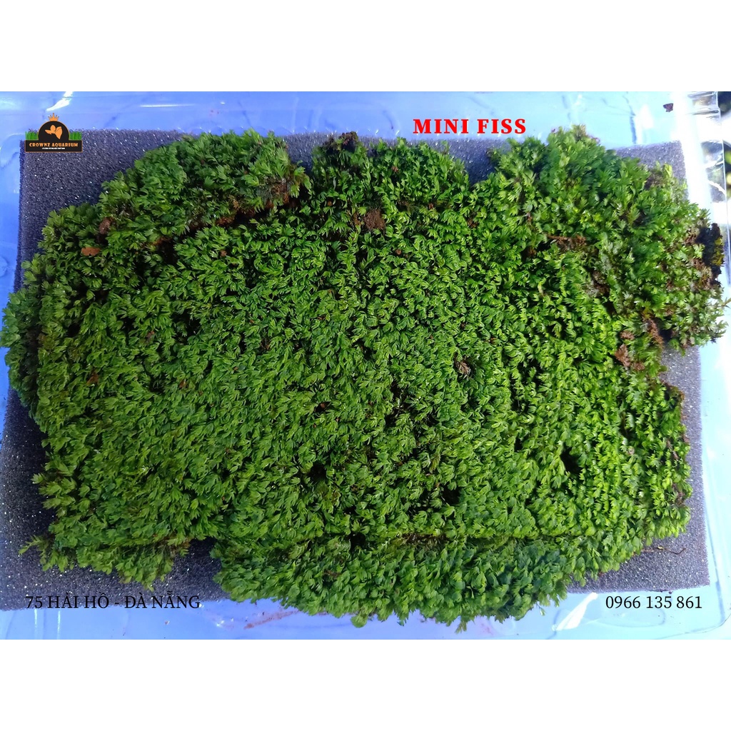 RÊU MINI FISS ĐỦ LOẠI