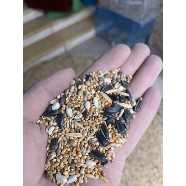 1kg Hạt cho lovebird, Cockatiel, parrotlet, các dòng vẹt nhỏ