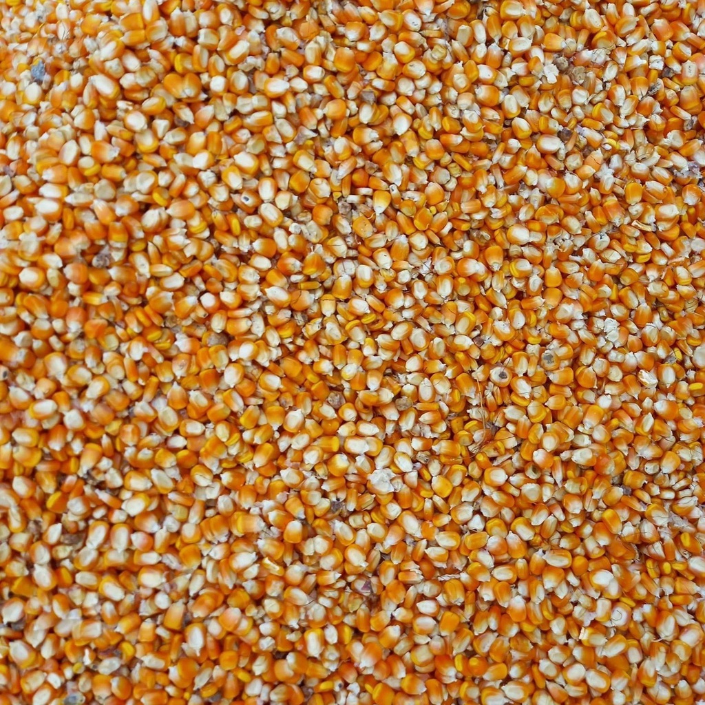 Bắp hạt khô - Ngô hạt cho hamster, chim, gà gói 200gr