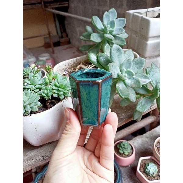 Combo 5 chậu hoả biến mini.