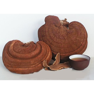 Nấm Linh Chi 500gr ( Combo 2 gói)