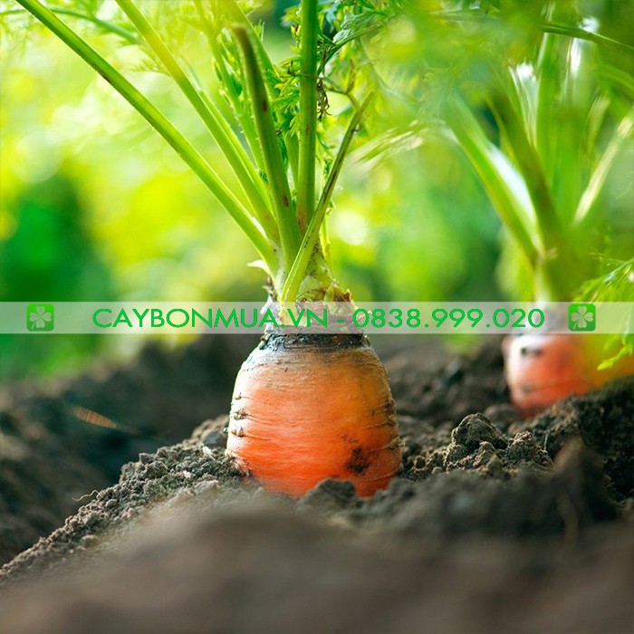 Hạt Giống Cà Rốt ORANGE gói 2gr - [&gt;92% Nảy Mầm] -Giống Vàng Chất Lượng