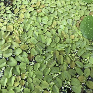 Bèo tai chuột