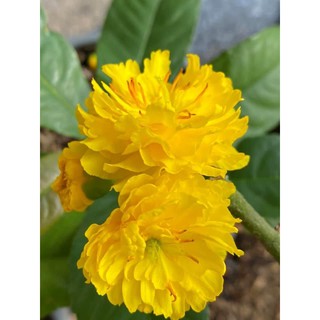 Hoa mai cúc Hoàng Hậu giống chuẩn