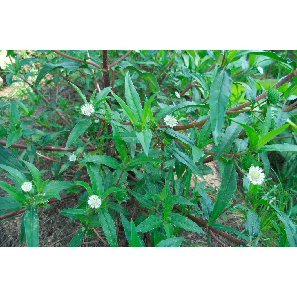 Cây cỏ mực (nhọ nồi) phơi khô 1 ký - nhà làm sạch sẽ