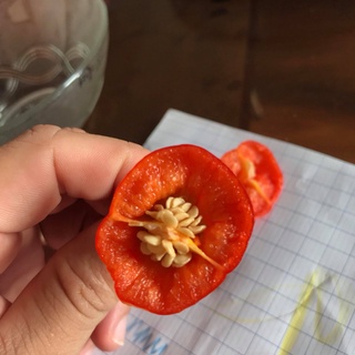 Hạt giống ớt Jamaica Red