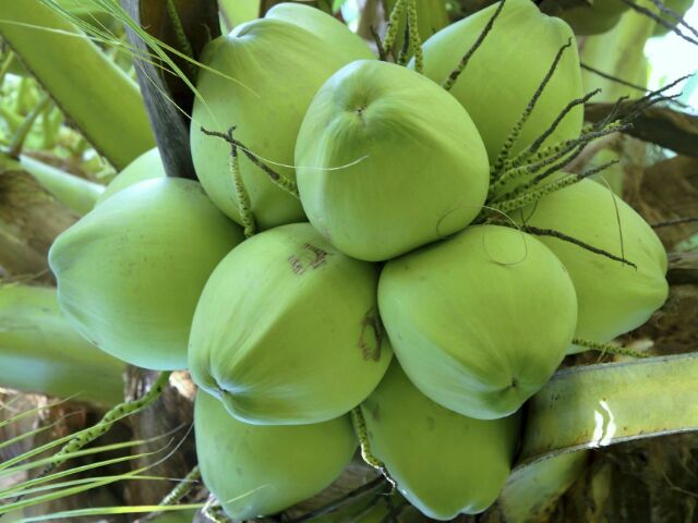 Cây Dừa dứa thái lan