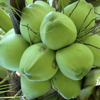Cây Dừa dứa thái lan
