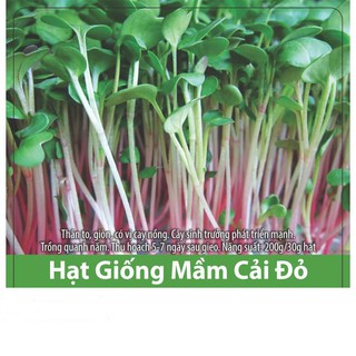 Hạt giống rau mầm củ cải đỏ giòn ngọt, nhanh thu hoạch