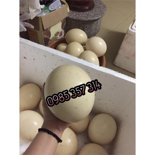 Trứng đà điểu Hải Dương