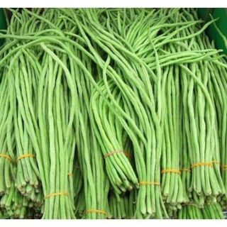 Hạt giống đậu đũa gói to 50g