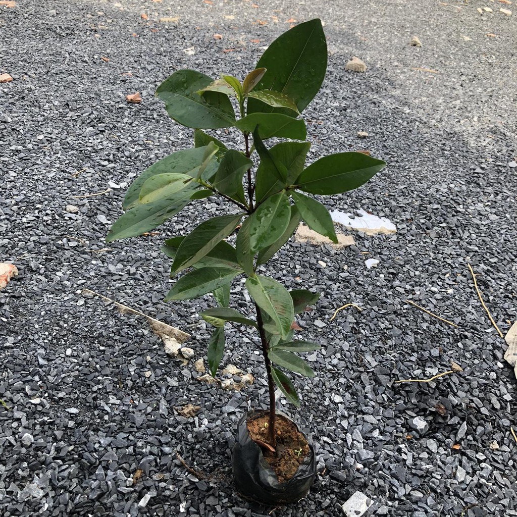 [Cây giống] Cherry Brazil - Grumichama (Eugenia brasiliensis) giống chuẩn, chịu nhiệt tốt, cực sai trái - cây cao 30-50c