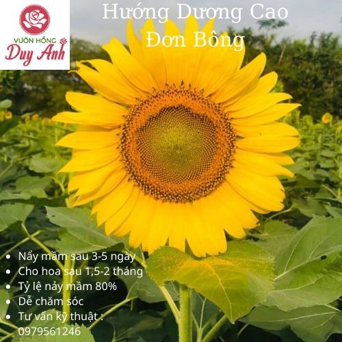 [200 hạt] Hạt giống hoa hướng dương bông đơn F1, nảy mầm sau 3-5 ngày, nảy mầm sau 1,5-2 tháng