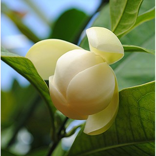 Cây Hoa Dạ Hợp Hương - hoa cực thơm