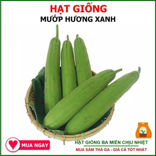 Hạt Giống Mướp Hương Trái Xanh Rạng Đông