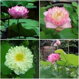 Hạt GIỐNG SEN Cung Đình F1( Sen Bách Diệp) _gói 5 hạt đã kích mâm, dễ trồng+ tặng huong dan trồng